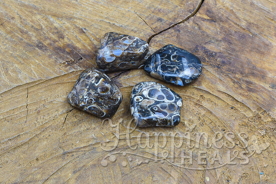 Turritella Agate (Tumbled)